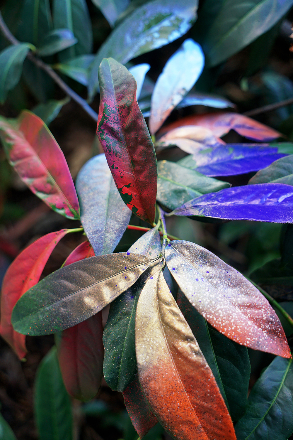 Jessica Backhaus - Leaves (from the series The Nature of Things)