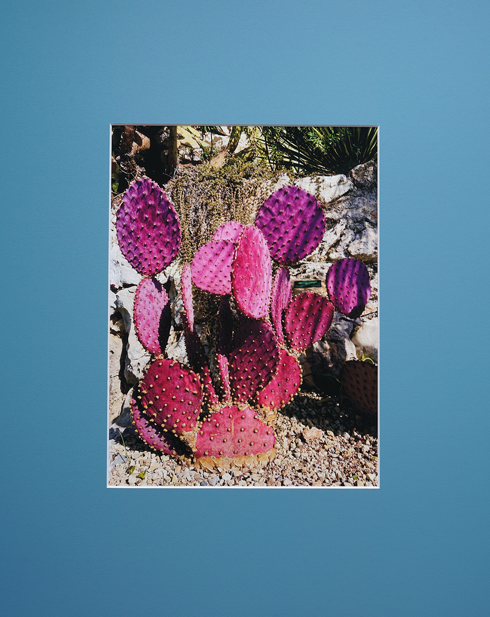 Jessica Backhaus - Purple Cactus (from the series The Nature of Things)