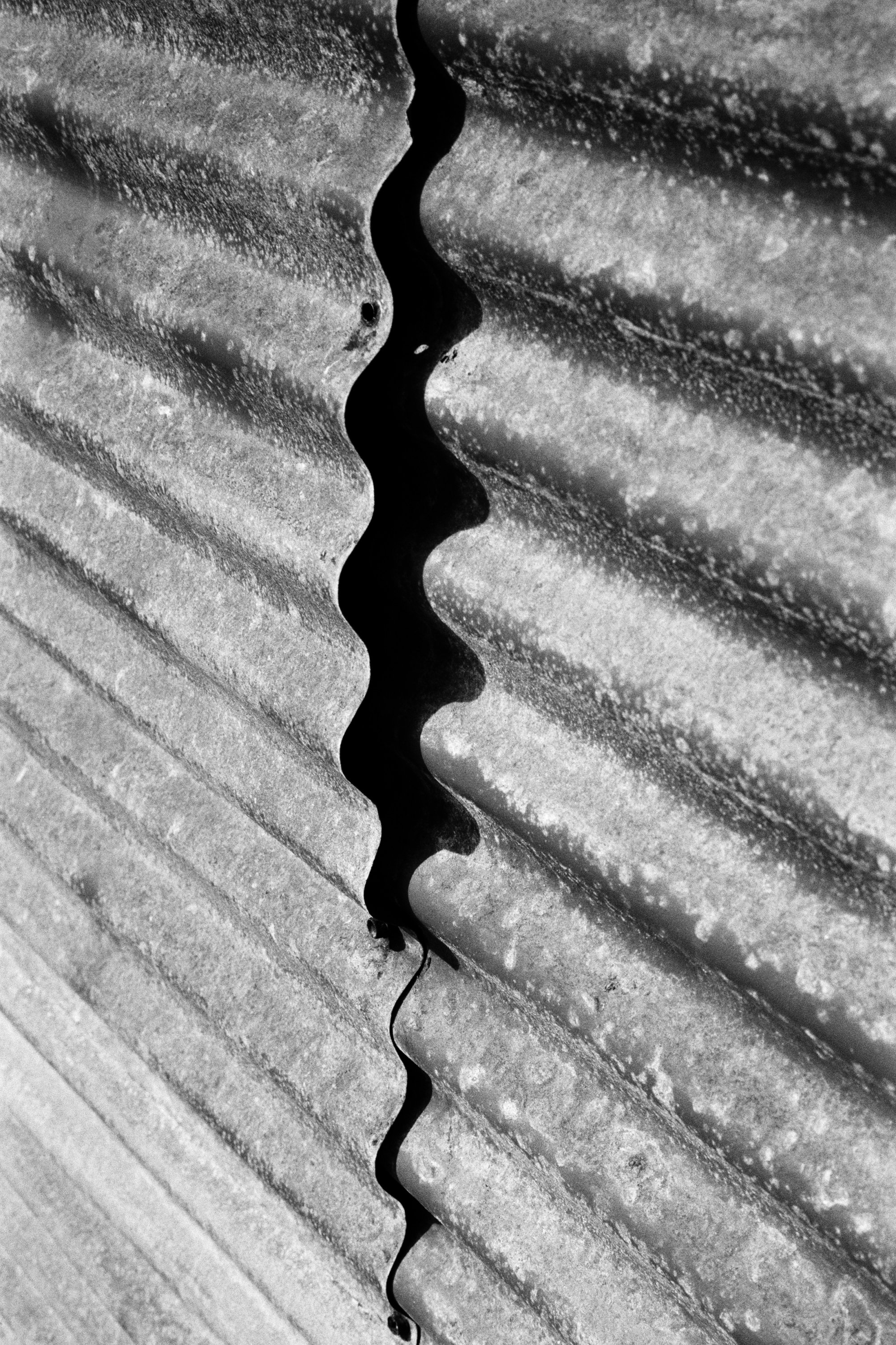Tito Mouraz - Untitled (Selva Oscura series)