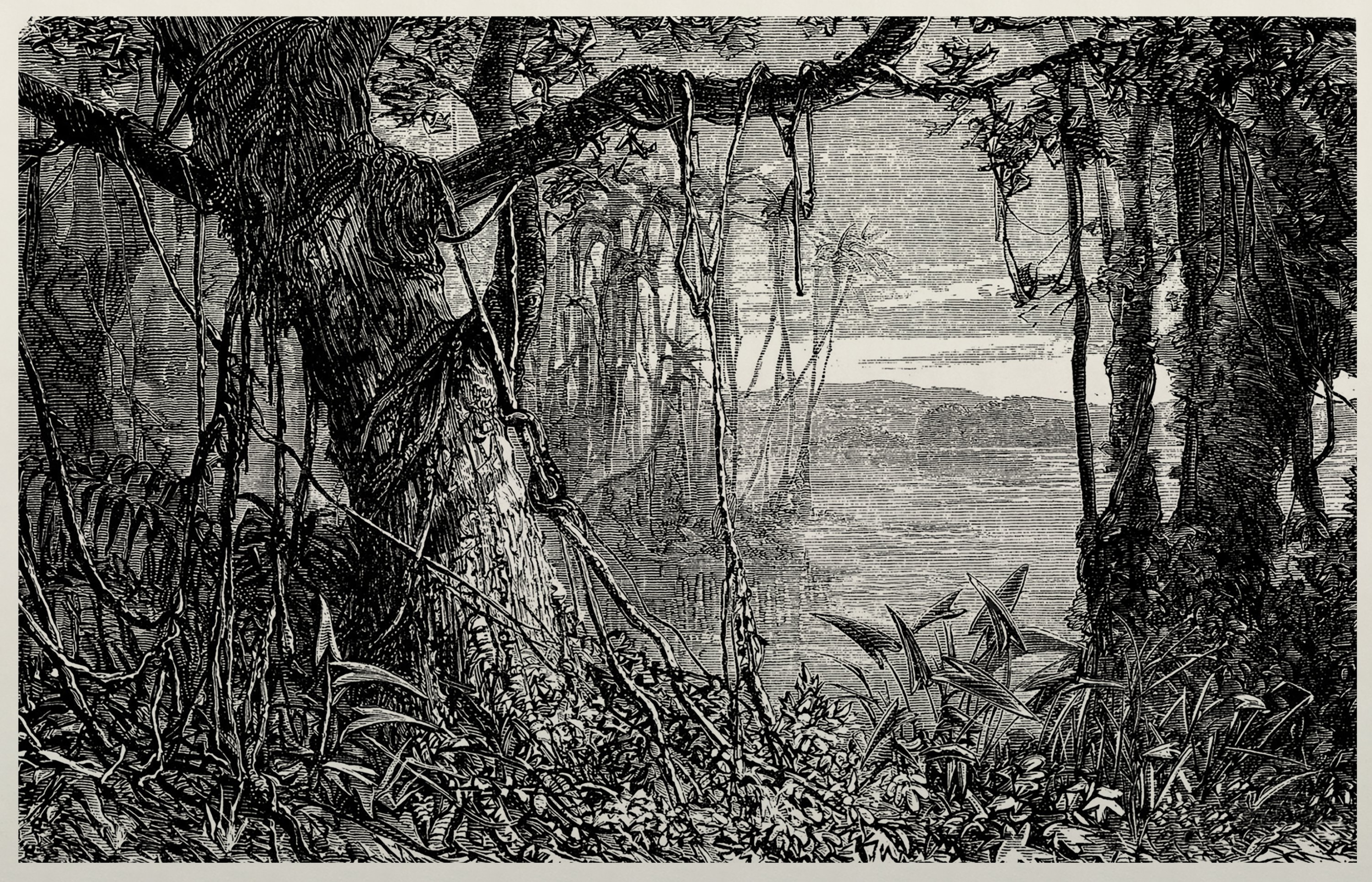 Edwin Monsalve - Sin título. Paisaje 01. De la Serie Memoria Vegetal