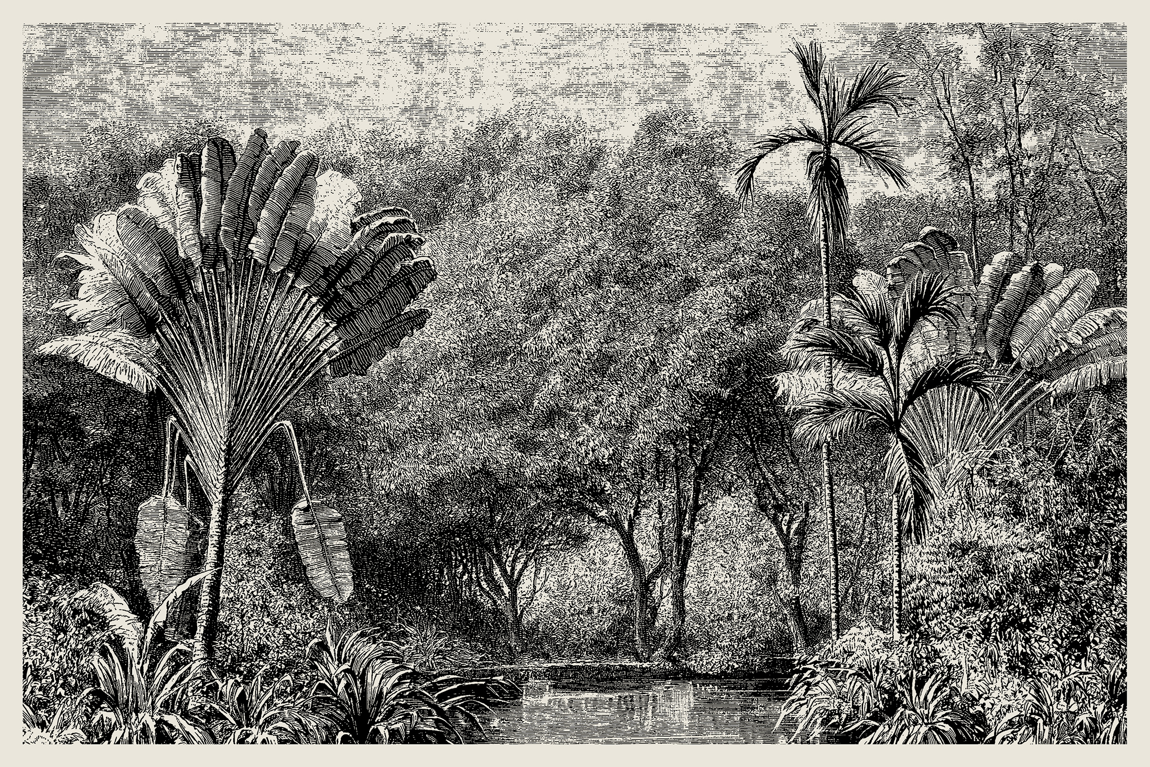 Edwin Monsalve - Sin título. Paisaje 02. De la Serie Memoria Vegetal