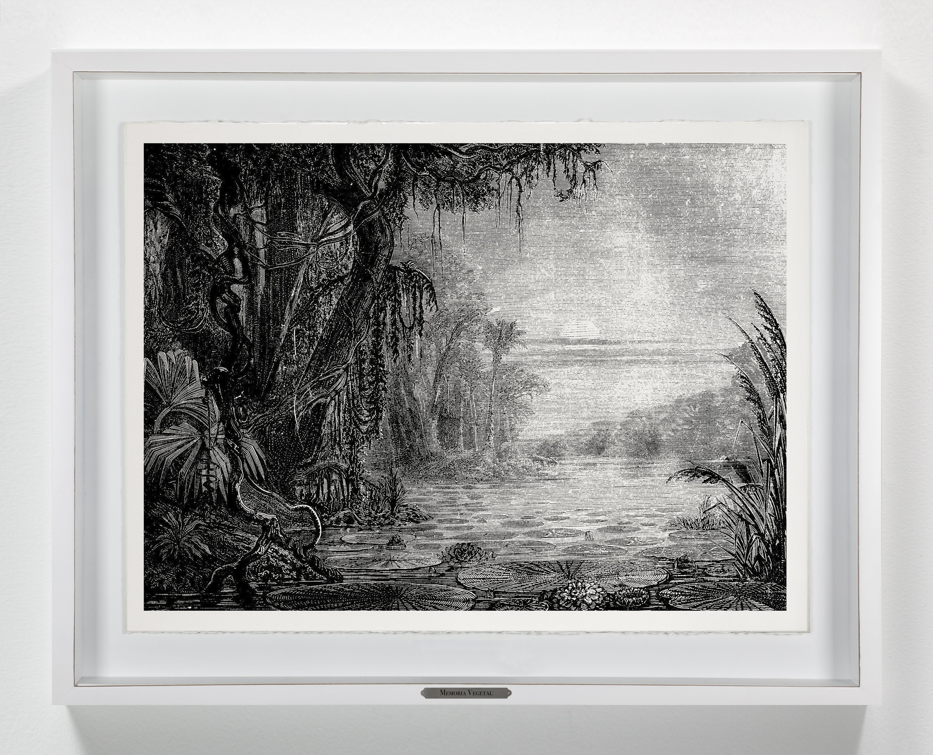 Edwin Monsalve - Sin título. Paisaje 05. De la Serie Memoria Vegetal