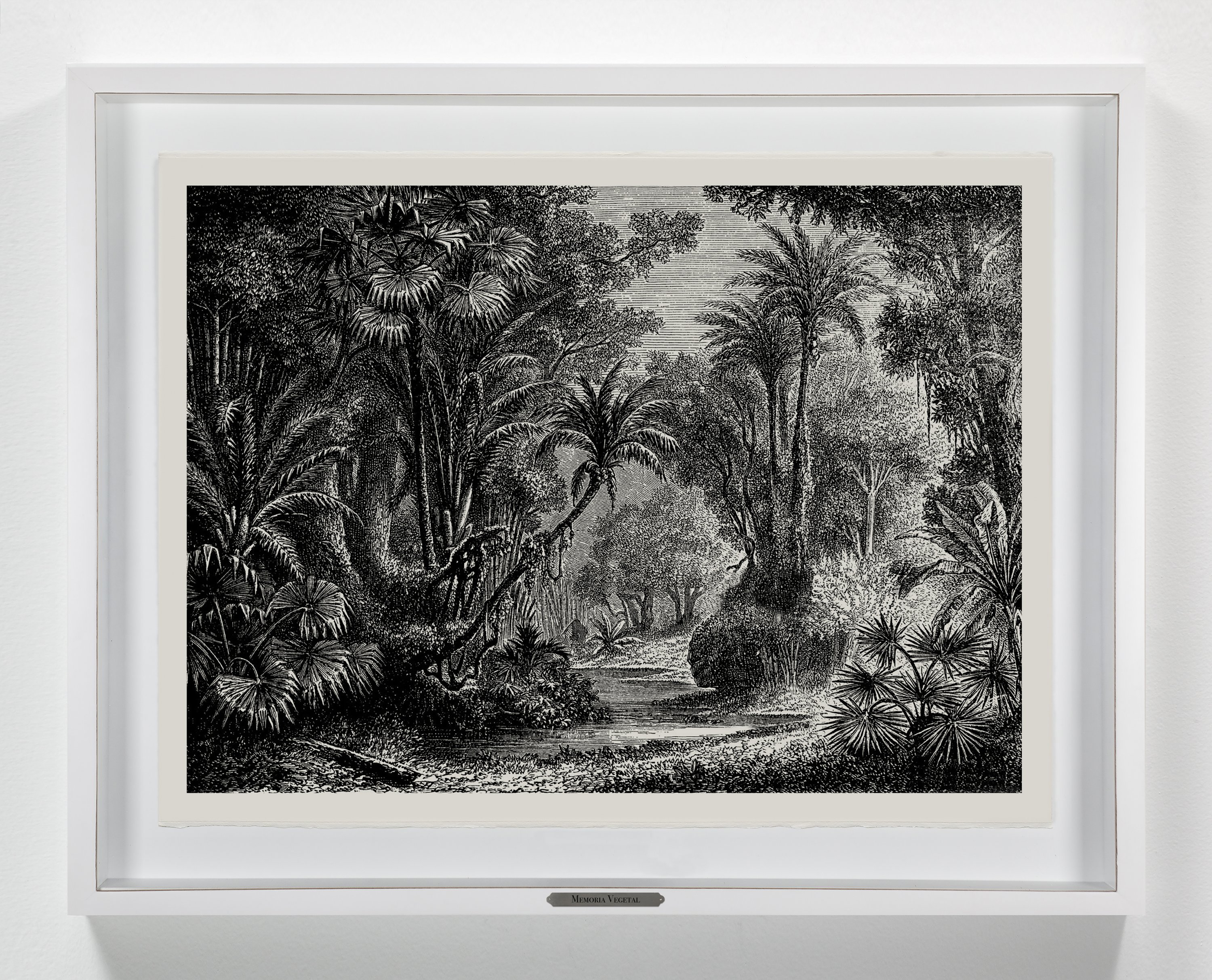 Edwin Monsalve - Sin título. Paisaje 08. De la Serie Memoria Vegetal