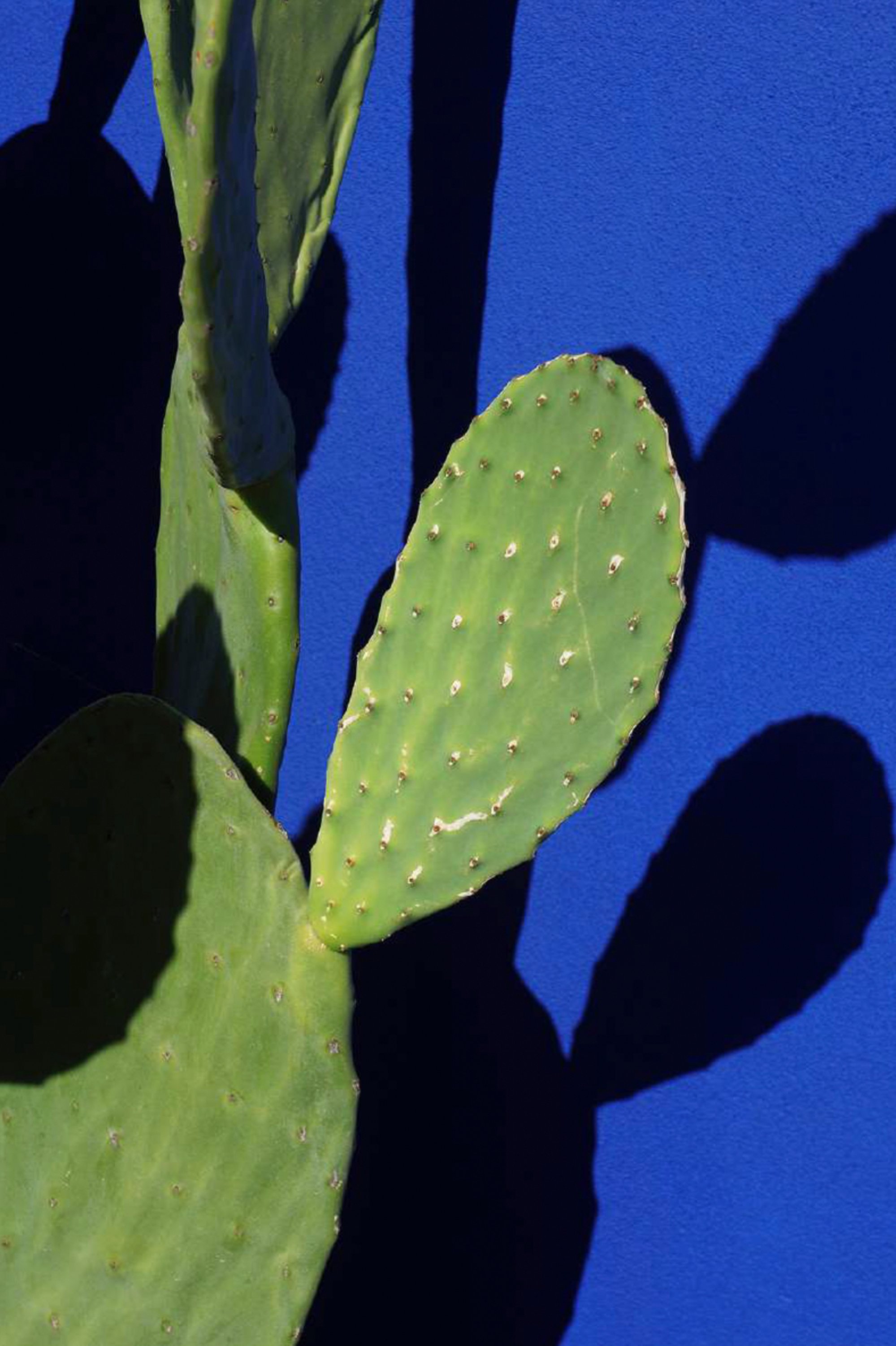 Jessica Backhaus - Cactus (from the series The Nature of Things)